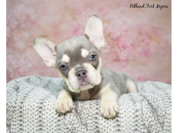 French Bulldog Dog Female Lilac & Tan 23293 Petland Fort Myers, Florida