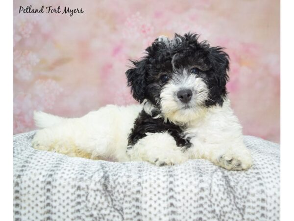 Havanese Dog Male Black & White 23291 Petland Fort Myers, Florida