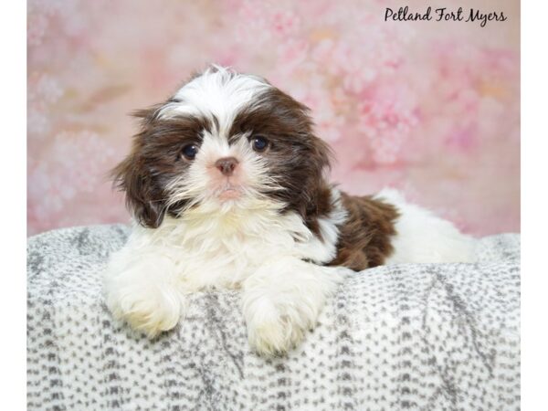 Shih Tzu Dog Male Liver & White 23290 Petland Fort Myers, Florida