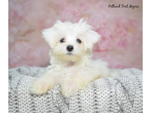 Maltese Dog Female White 23289 Petland Fort Myers, Florida