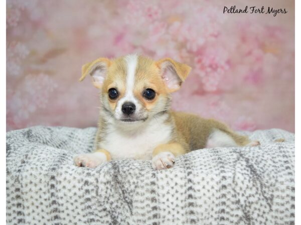 Chihuahua-Dog-Male-Sable & White-23288-Petland Fort Myers, Florida