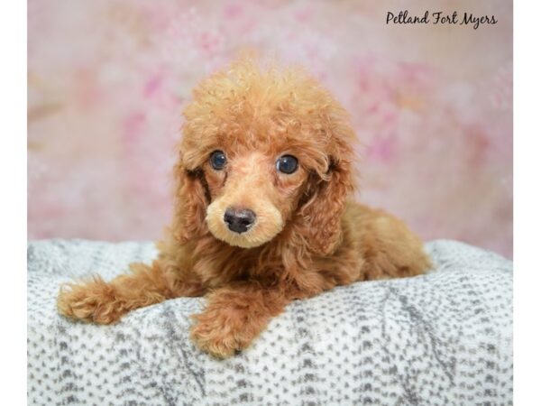 Poodle-Dog-Female-Red-23287-Petland Fort Myers, Florida