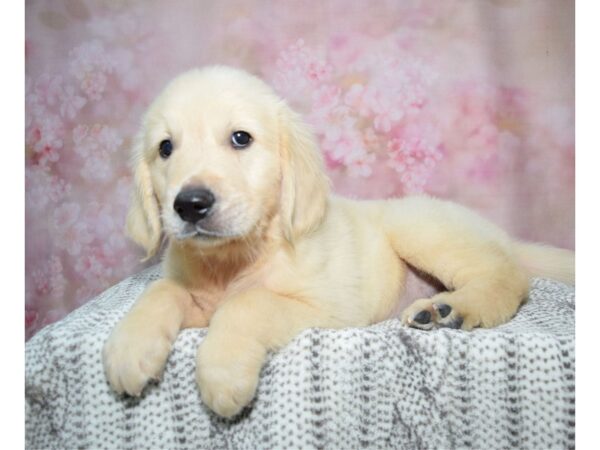 Golden Retriever Dog Male Cream 23322 Petland Fort Myers, Florida