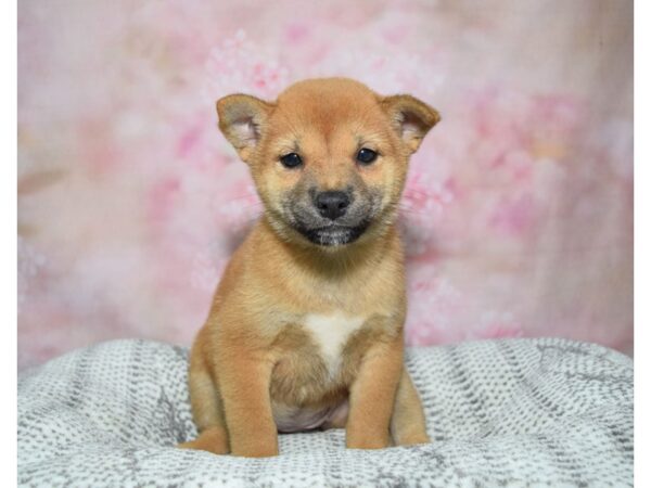 Shiba Inu--Female---Petland Fort Myers, Florida