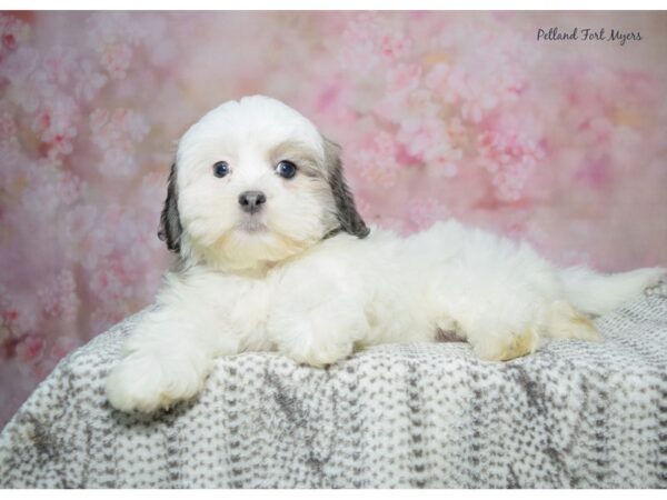 Teddy Bear-Dog-Female-White & Sable-23320-Petland Fort Myers, Florida