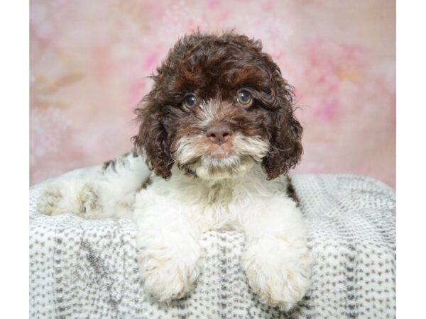 Cock A Poo-Dog-Female-Chocolate & White-23318-Petland Fort Myers, Florida