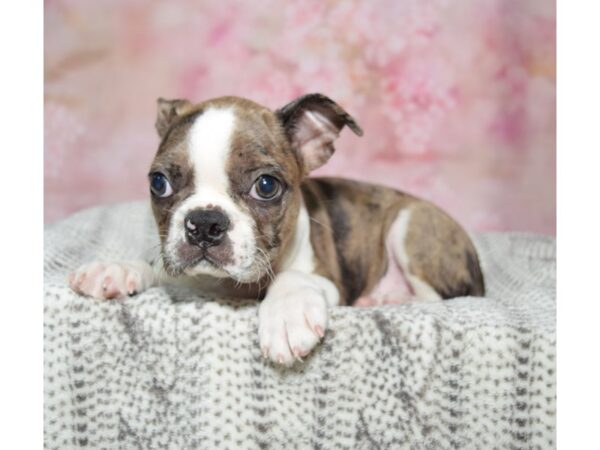 Boston Terrier Dog Male Blue Merle 23317 Petland Fort Myers, Florida