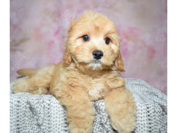 Cavachon-Dog-Male-Apricot-23315-Petland Fort Myers, Florida