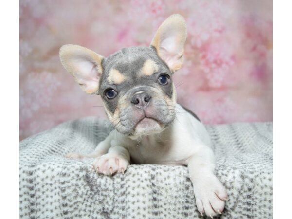 French Bulldog-Dog-Male-Pied-23314-Petland Fort Myers, Florida