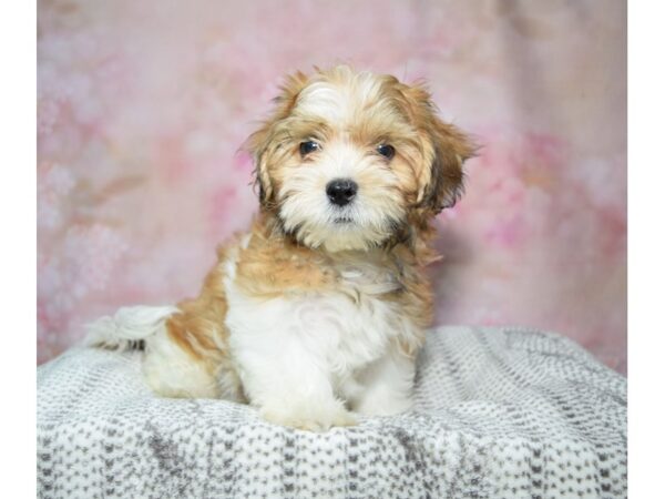 Maltese / Shih Tzu-Dog-Male-Brown & White-23312-Petland Fort Myers, Florida