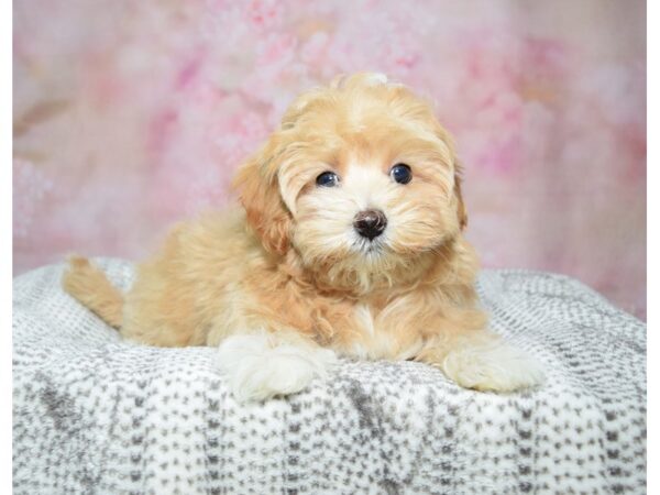 Malti Poo-Dog-Female-Cream-23311-Petland Fort Myers, Florida