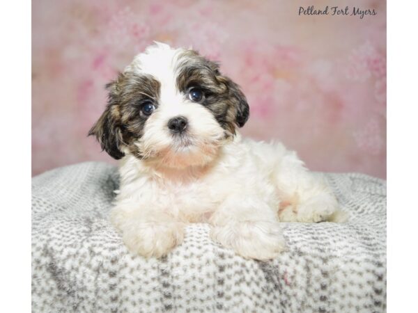 Teddy Bear-Dog-Male-White/Parti-23338-Petland Fort Myers, Florida