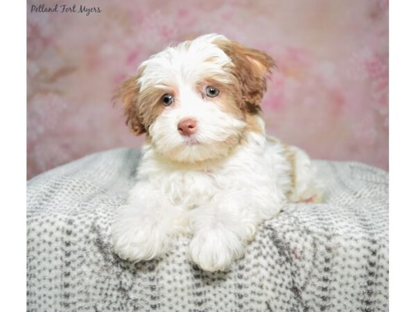 Havachon-Dog-Female-White & Brown-23337-Petland Fort Myers, Florida