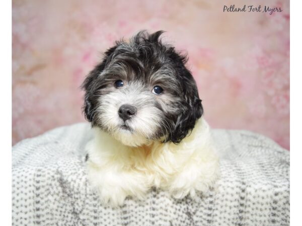 Coton De Tulear-Dog-Male-Black & White-23336-Petland Fort Myers, Florida