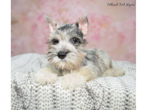 Miniature Schnauzer-Dog-Female-Blue Merle-23334-Petland Fort Myers, Florida