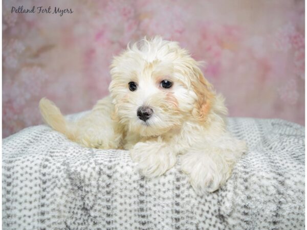 Maltipoo-Dog-Female-Cream-23333-Petland Fort Myers, Florida