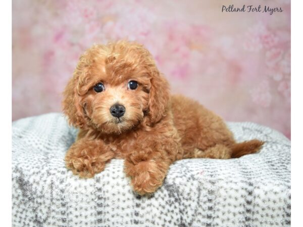 Goldendoodle Dog Female Red 23332 Petland Fort Myers, Florida