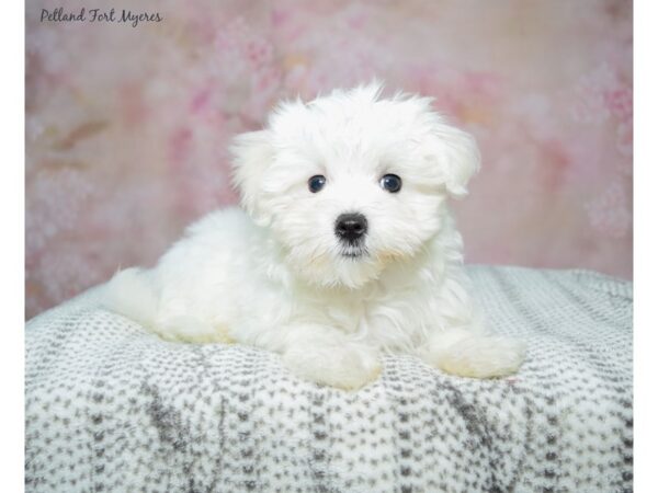 Maltese-Dog-Female-White-23330-Petland Fort Myers, Florida