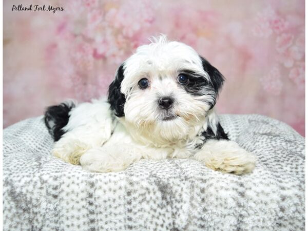 Havanese Dog Female Black/Parti 23327 Petland Fort Myers, Florida