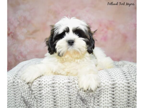 Shih Tzu--Male---Petland Fort Myers, Florida