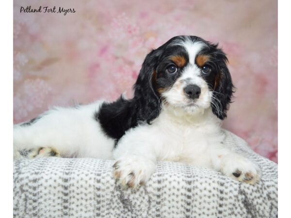 Cavapoo--Male---Petland Fort Myers, Florida