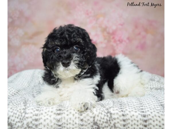 Poodle--Female---Petland Fort Myers, Florida