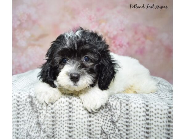 Shihpoo--Male---Petland Fort Myers, Florida
