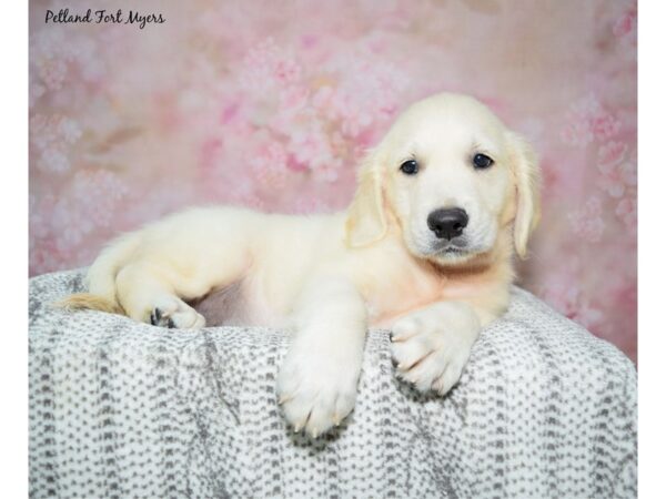 Golden Retriever--Male---Petland Fort Myers, Florida