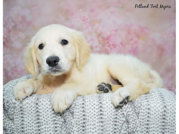 Golden Retriever--Male---Petland Fort Myers, Florida