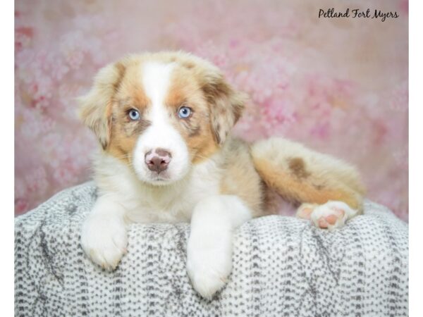 Australian Shepherd--Male---Petland Fort Myers, Florida