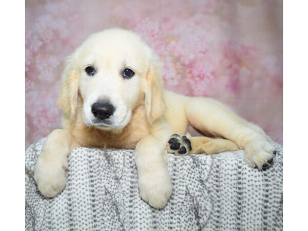 Golden Retriever Dog Male Cream 23324 Petland Fort Myers, Florida