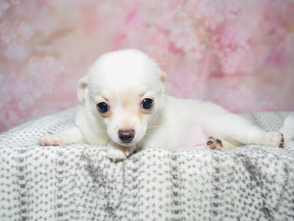Chihuahua--Male---Petland Fort Myers, Florida