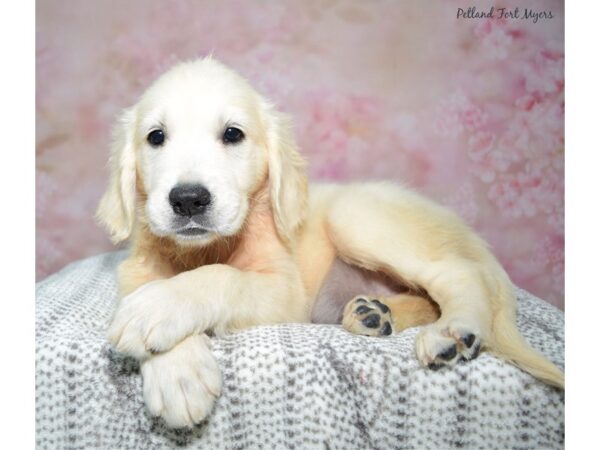 Golden Retriever Dog Female Cream 23340 Petland Fort Myers, Florida