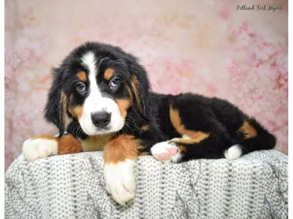 Bernese Mountain Dog-Dog-Female-Black, Rust & White-23335-Petland Fort Myers, Florida