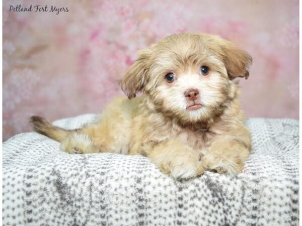 Havanese Dog Male Chocolate & White 23331 Petland Fort Myers, Florida