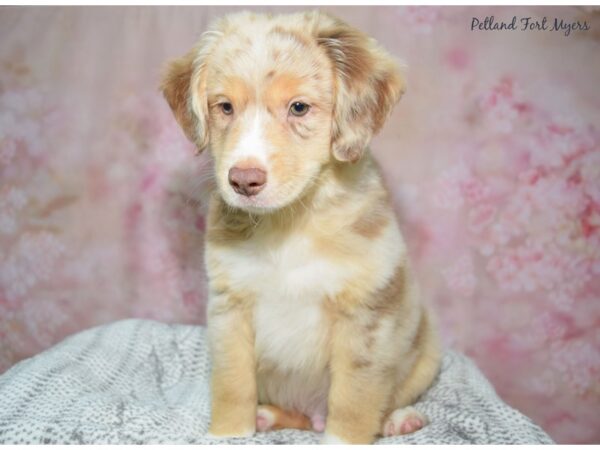 Miniature American Shepherd Dog Male Red Merle 23329 Petland Fort Myers, Florida