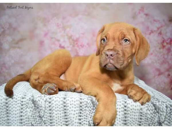 Dogue de Bordeaux Dog Female Mahogany 23326 Petland Fort Myers, Florida