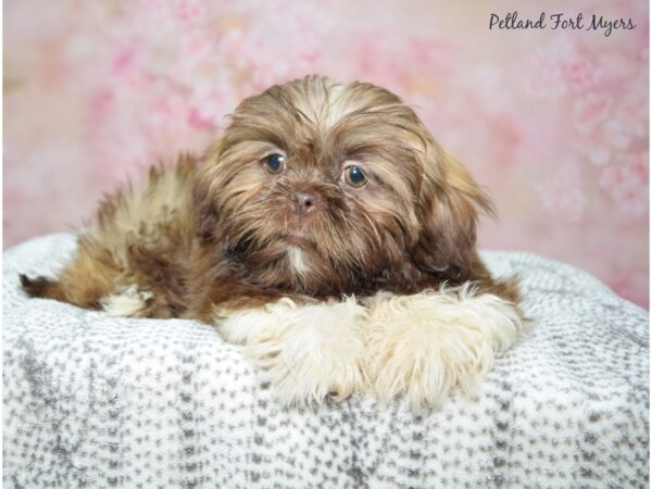 Shih Tzu--Female---Petland Fort Myers, Florida