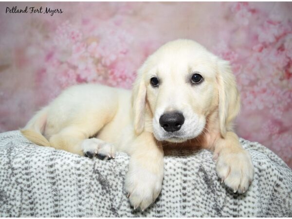 Golden Retriever--Male---Petland Fort Myers, Florida