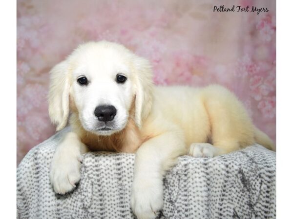 Golden Retriever Dog Female Cream 23360 Petland Fort Myers, Florida