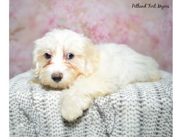 Coton De Tulear--Male---Petland Fort Myers, Florida