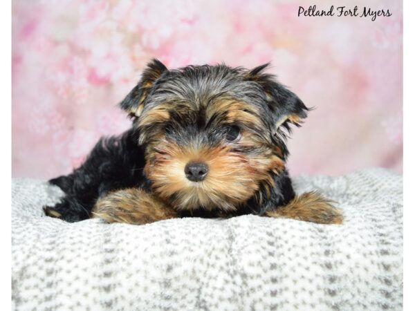 Yorkshire Terrier-Dog-Male-Black & Tan-23358-Petland Fort Myers, Florida