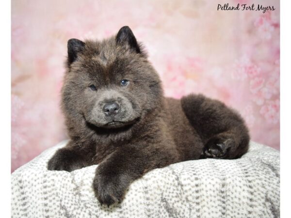 Chow Chow-Dog-Female-Blue-23357-Petland Fort Myers, Florida