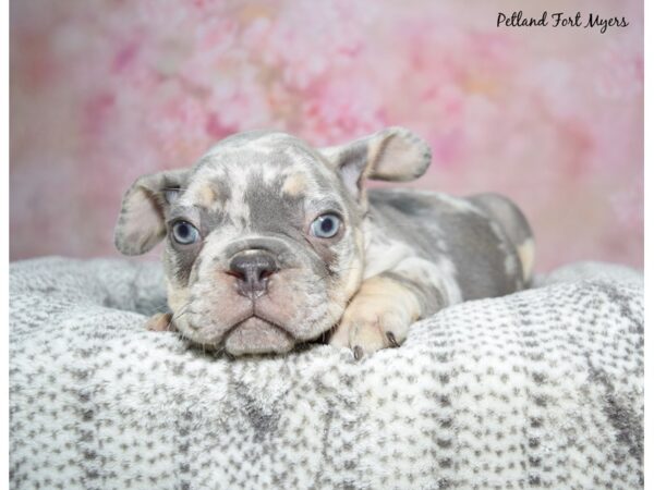 French Bulldog Dog Male Merle 23355 Petland Fort Myers, Florida