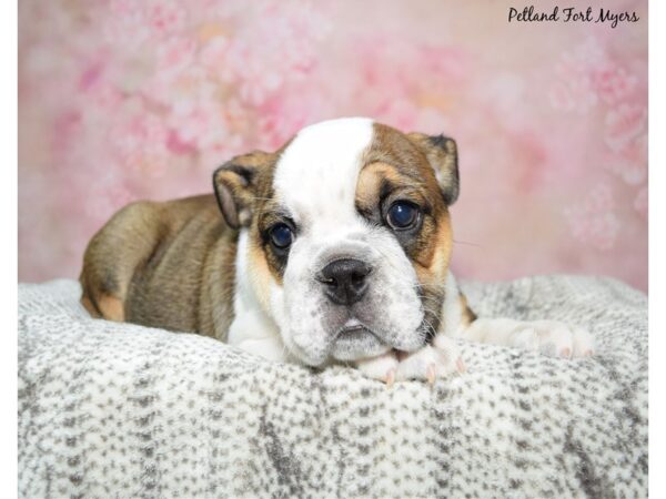 English Bulldog Dog Female Red & White 23354 Petland Fort Myers, Florida