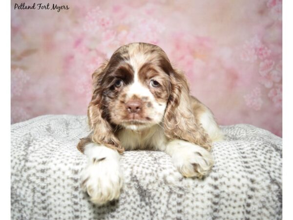 Cocker Spaniel Dog Female Chocolate/Roan 23348 Petland Fort Myers, Florida