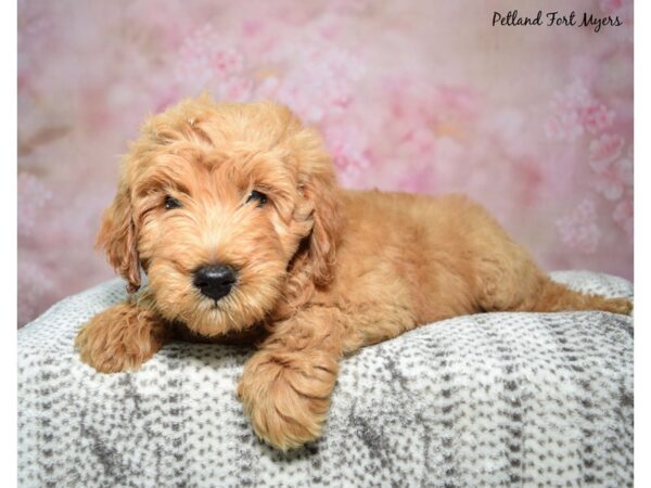 Goldendoodle Dog Female Red 23347 Petland Fort Myers, Florida