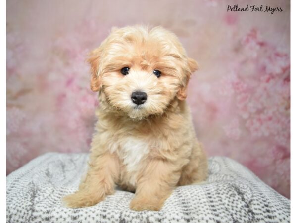 Maltipoo-Dog-Male-Apricot-23346-Petland Fort Myers, Florida