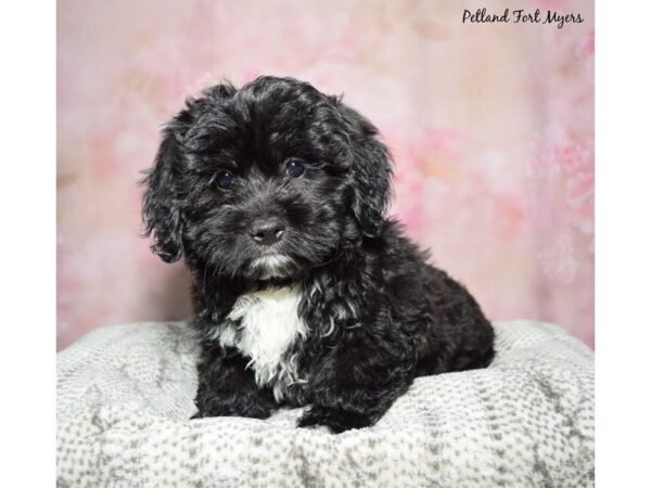 Pekeapoo-Dog-Female-Black & White-23345-Petland Fort Myers, Florida