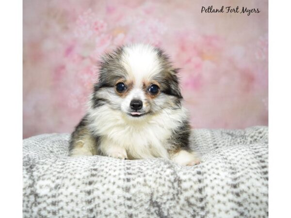 Chihuahua-Dog-Male-Sable-23341-Petland Fort Myers, Florida